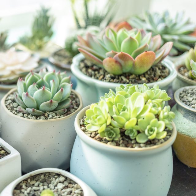 15 Types of Succulents for Your Home or Office