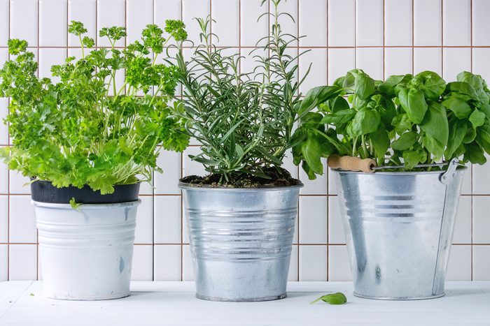 Close-Up Of Potted herbs On Table Against White Tiled Wall