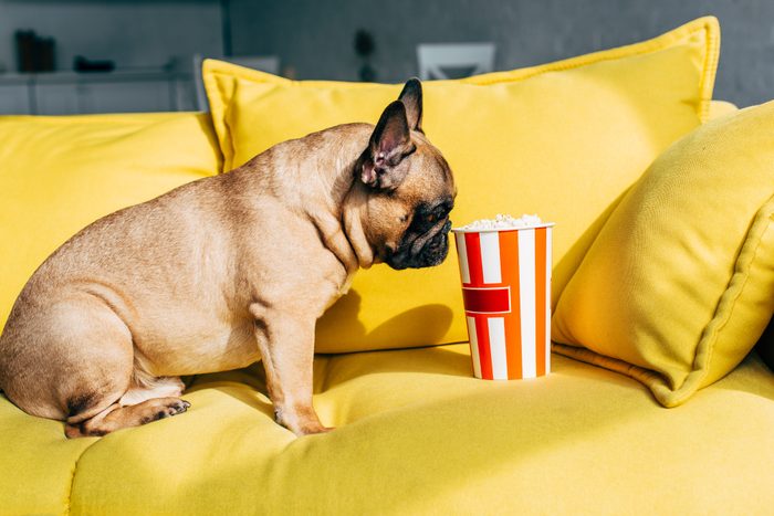 cute french bulldog smelling tasty popcorn in bucket while sitting on yellow sofa