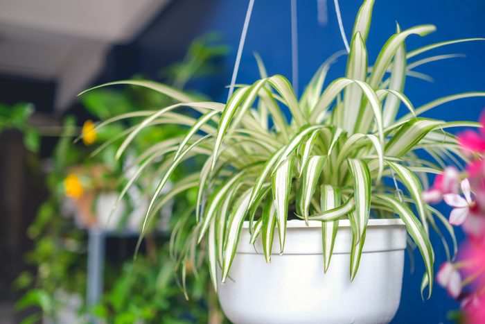 Chlorophytum comosum, Spider plant in white hanging pot / basket, Air purifying plants for home, Indoor houseplant