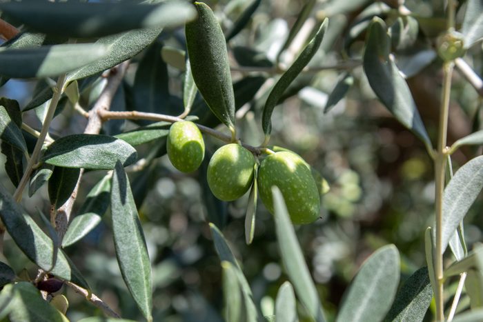 Olives Still Attached To The Branches Of Their Tree