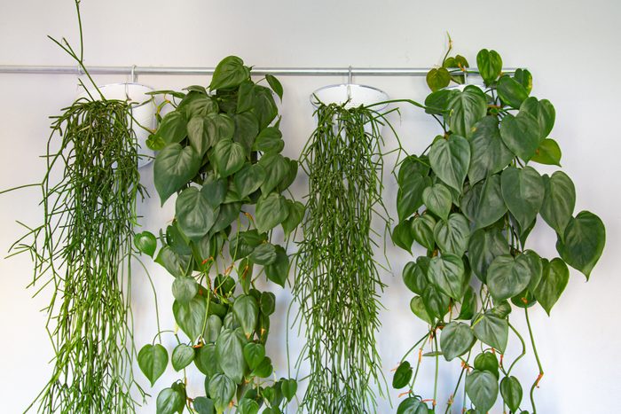 Collection of hanging green plants
