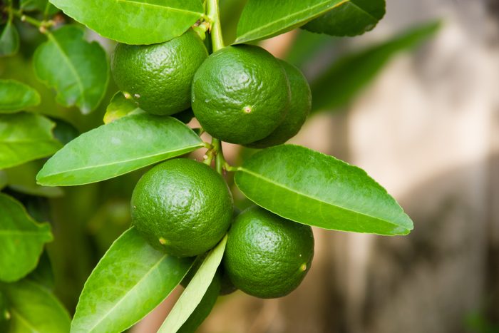 Close-Up Of Lime Growing On Tree
