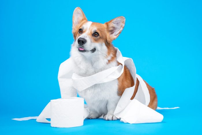 Funny welsh corgi pembroke dog puppy, is playing with a roll of white toilet paper, isolated on blue background. Sticks out his tongue and tease