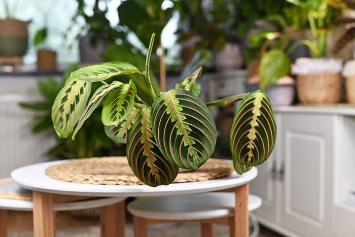 Prayer plant, Tropical 'Maranta Leuconeura Fascinator' houseplant with leaves with exotic red stripe pattern on table