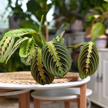 Prayer plant, Tropical 'Maranta Leuconeura Fascinator' houseplant with leaves with exotic red stripe pattern on table