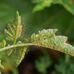 spider mites (Tetranychus Urticae) on tomato leaves