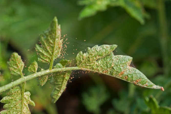 Scouting for spider mite