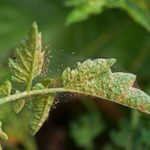How to Get Rid of Spider Mites