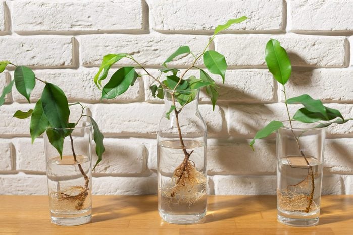 three glasses with water and cuttings of ficus benjamin