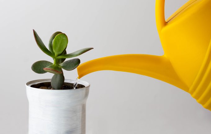 Crassula plant is watered by yellow watering can on the white background