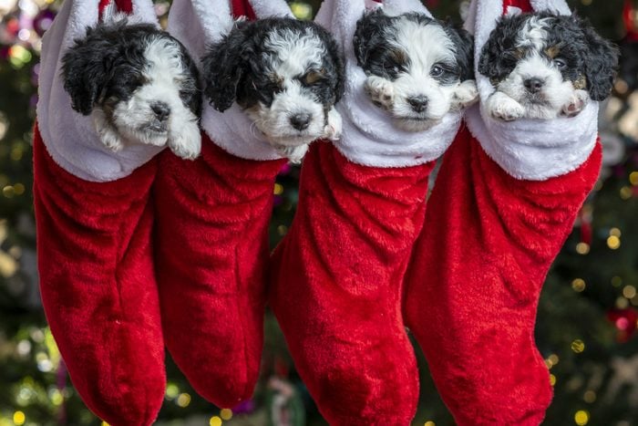 Four Super Cute and Sleepy Bernedoodle Puppies Hang in Holiday Stockings