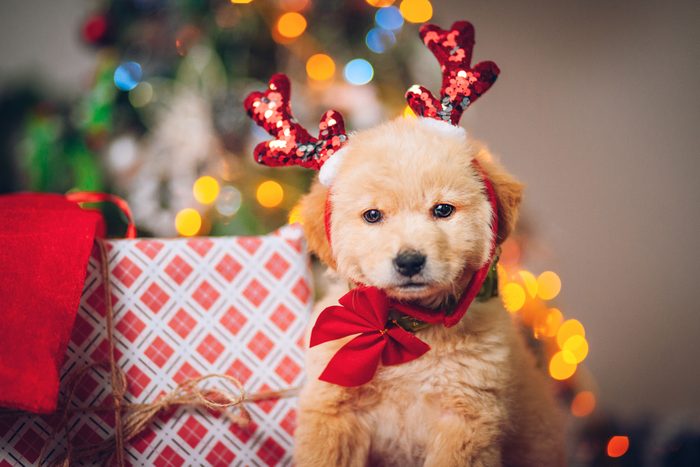 Golden Retriever puppy in front of a Christmas tree