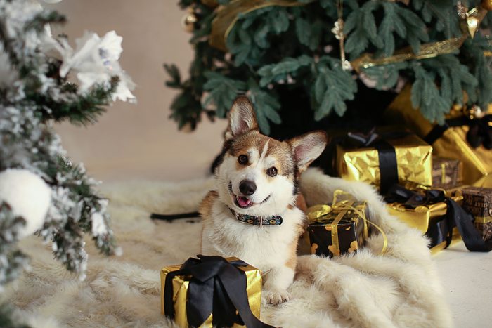 Red and white Welsh Corgi Cardigan against the backdrop of Christmas decoration