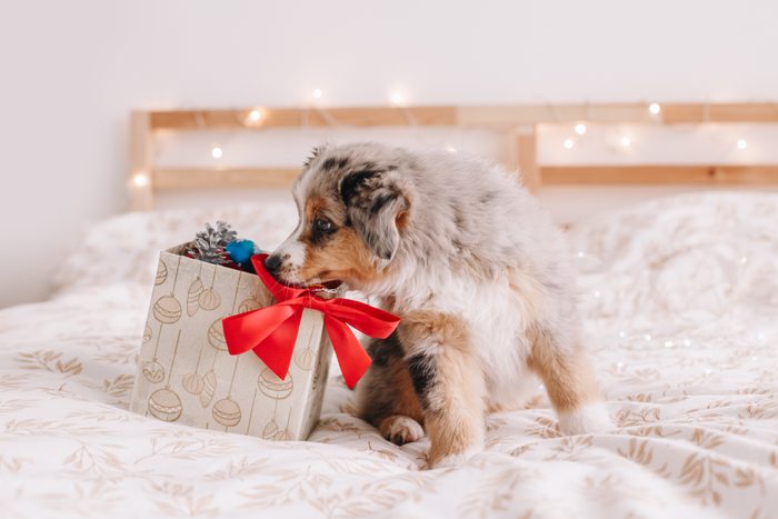 mini australian shepherd Puppy Sitting On Bed At Home With Christmas Gift Box