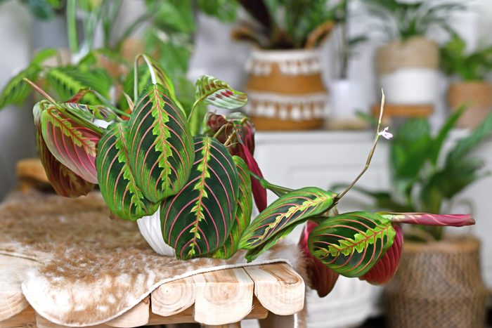 Tropical 'Maranta Leuconeura Fascinator' houseplant with leaves with exotic red stripe pattern