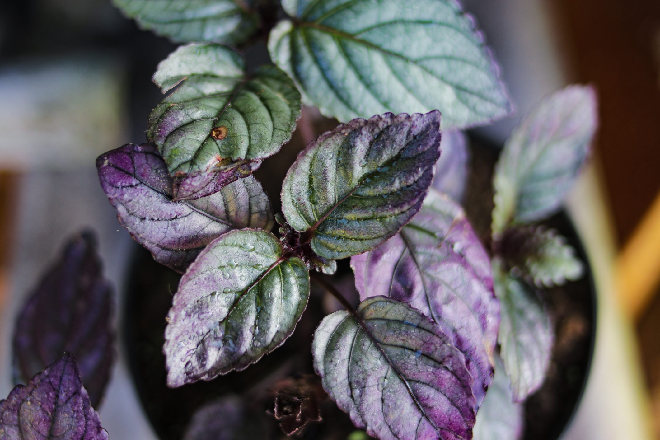 Red Flame Ivy (Hemigraphis colorata) with Purple and green leaves stock photo.