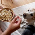 Can Dogs Eat Popcorn? Here’s What the Experts Say