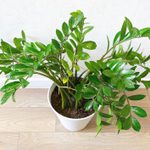 How to Care for a ZZ Plant