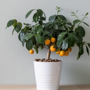 Small tangerine tree with plenty of ripe fruits in home interior.