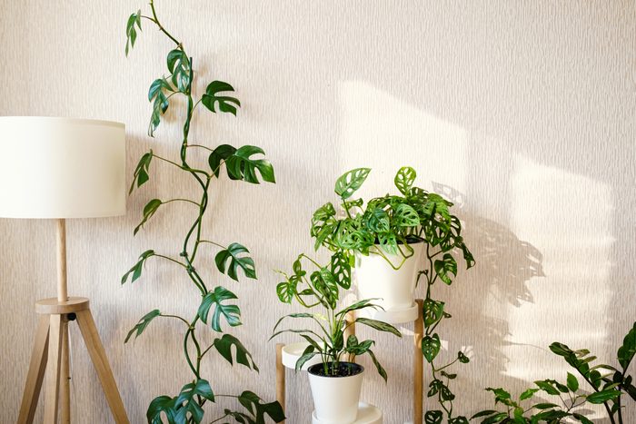 stylish space with plants: aglaonema, zamioculcas, sansevieria, Monstera Obliqua, Rhaphidophora