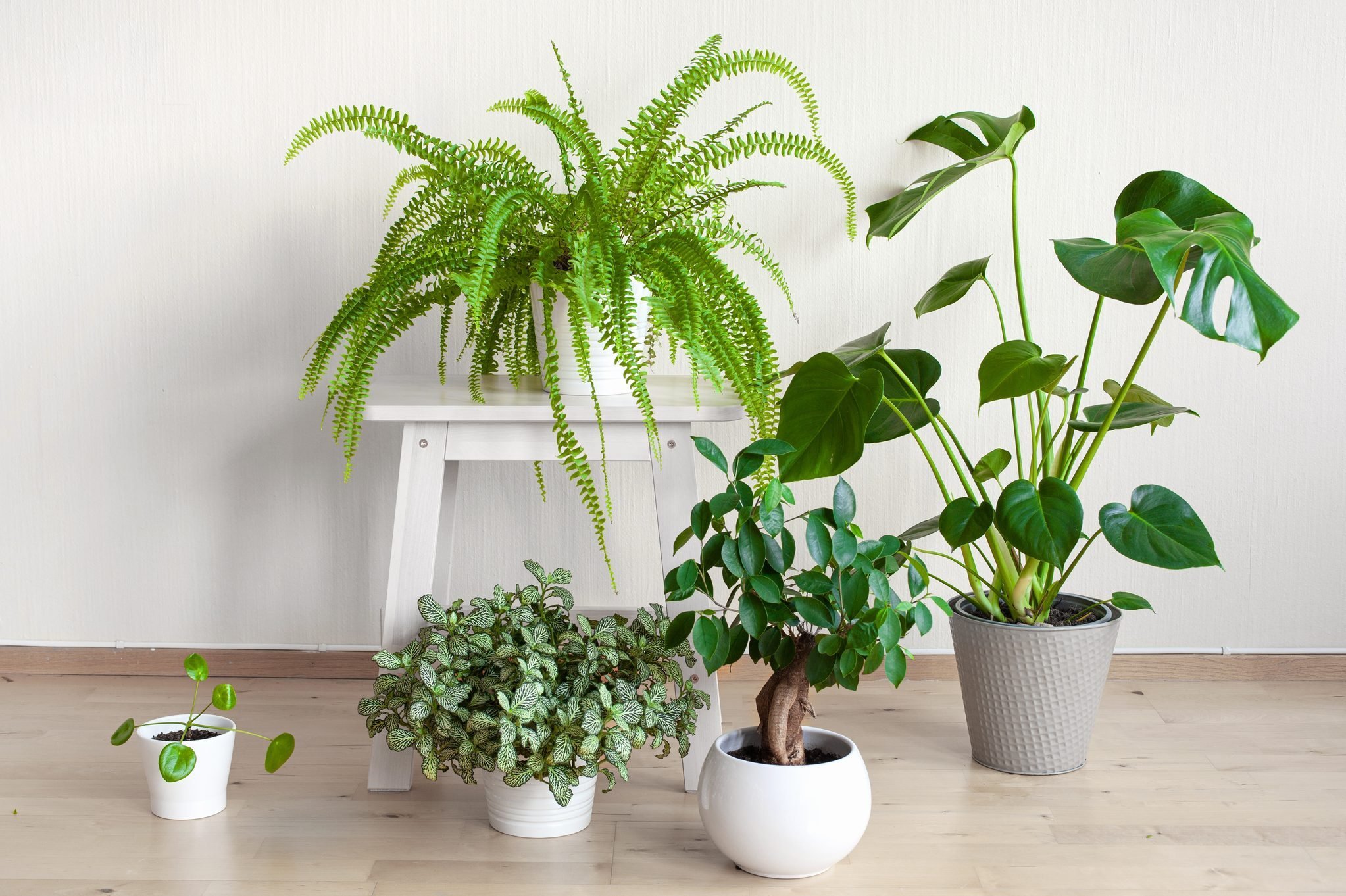 houseplants fittonia, monstera, nephrolepis and ficus microcarpa ginseng in white flowerpots