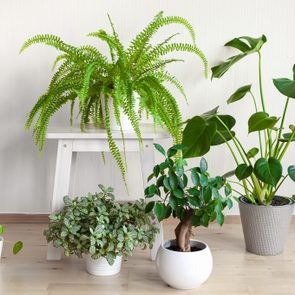 houseplants fittonia, monstera, nephrolepis and ficus microcarpa ginseng in white flowerpots