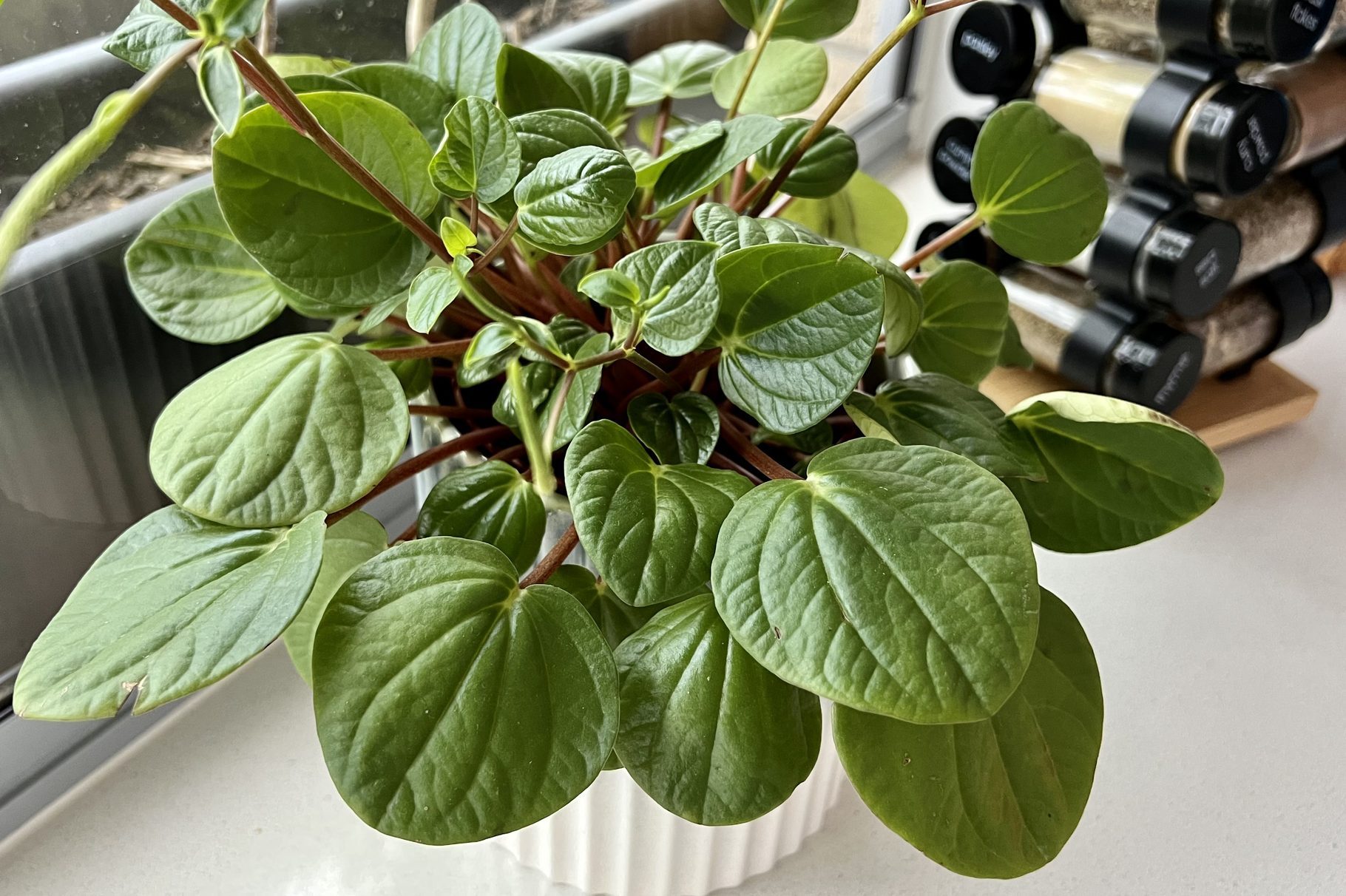 Peperomia Indoor Plant by a window in a kitchen with a space rack in the background