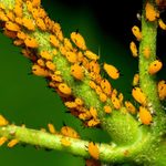 Aphid community on branch