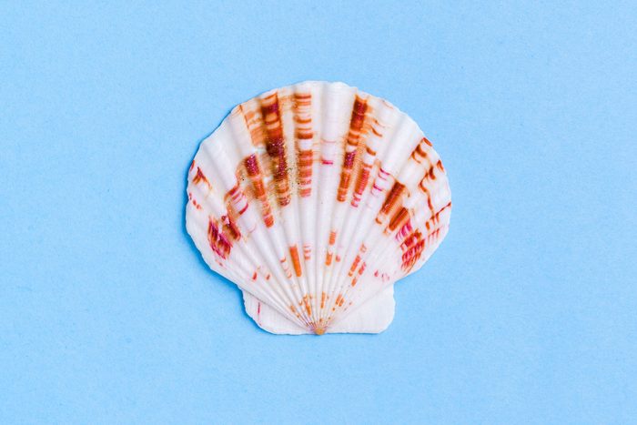 Scallop Shell On Blue Background