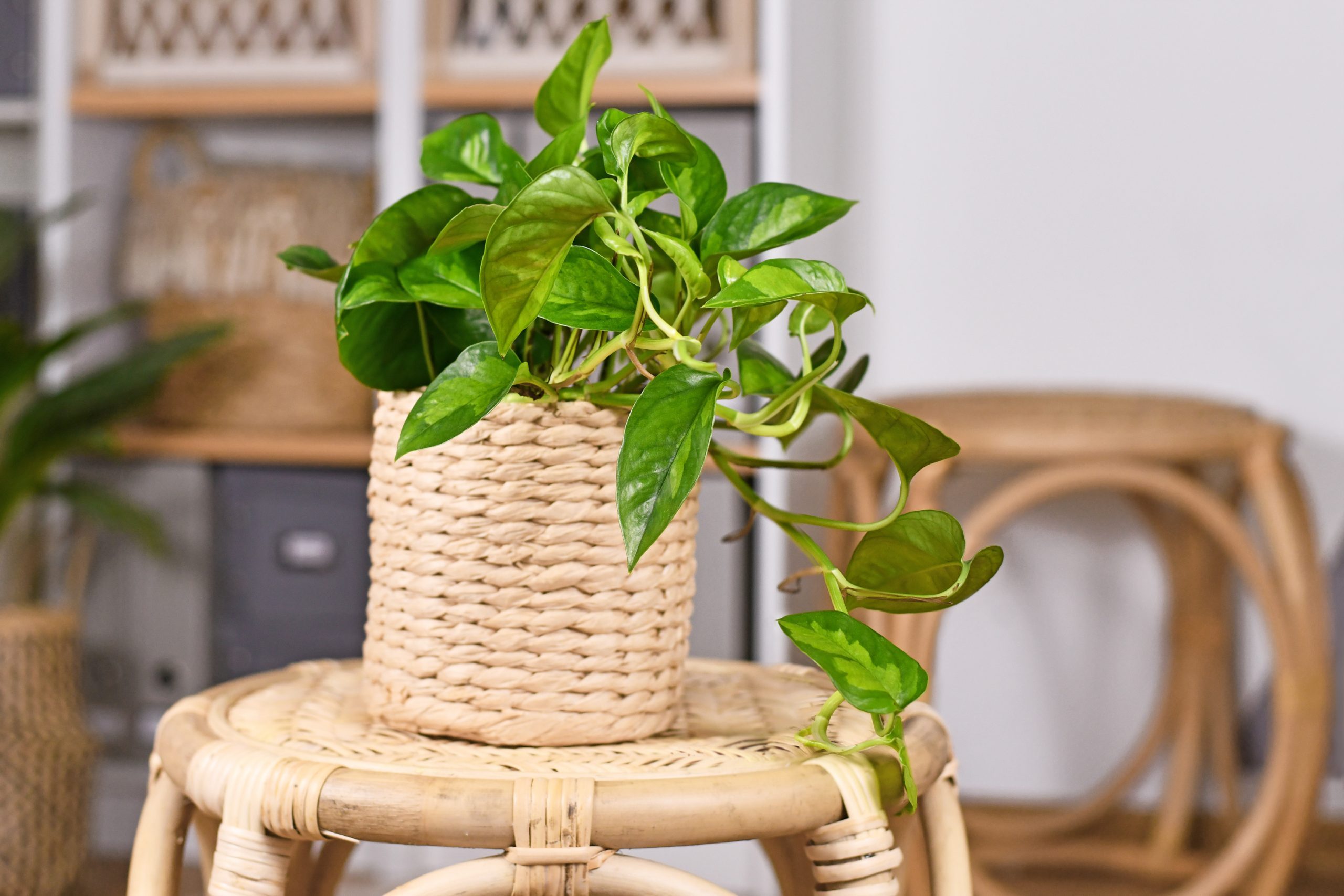 Devil's Ivy Care Guide: How to Grow a Gorgeous Golden Pothos