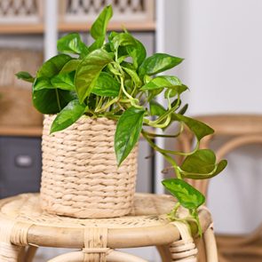 Pothos houseplant in a wicker basket pot on a stool