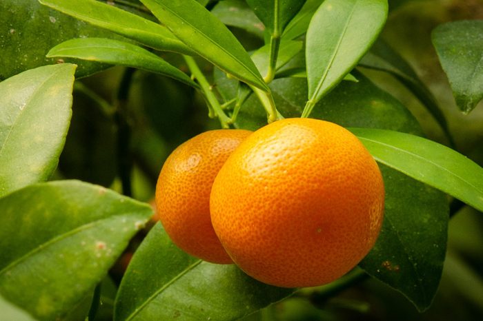 Ripe Vibrant Orange Calamondin