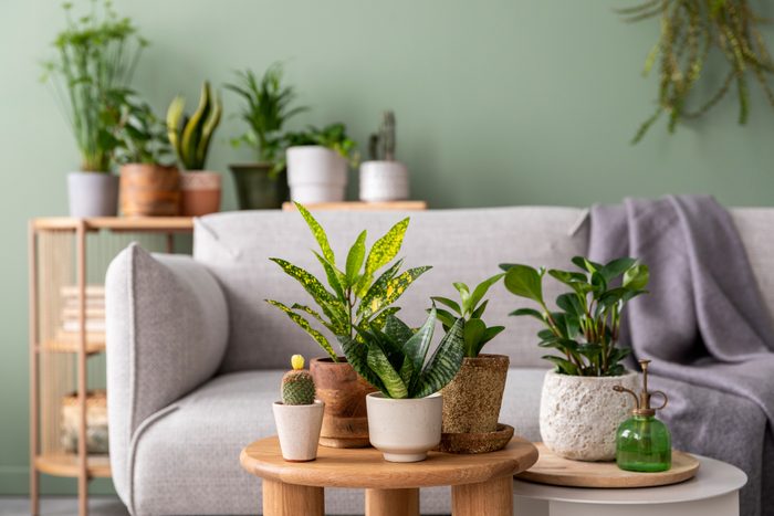 Stylish composition of home garden interior filled a lot of beautiful plants, cacti, succulents, air plant in different design pots. Green wall. Beige sofa with plaid and coffee table. Template. Home gardening concept Home jungle.