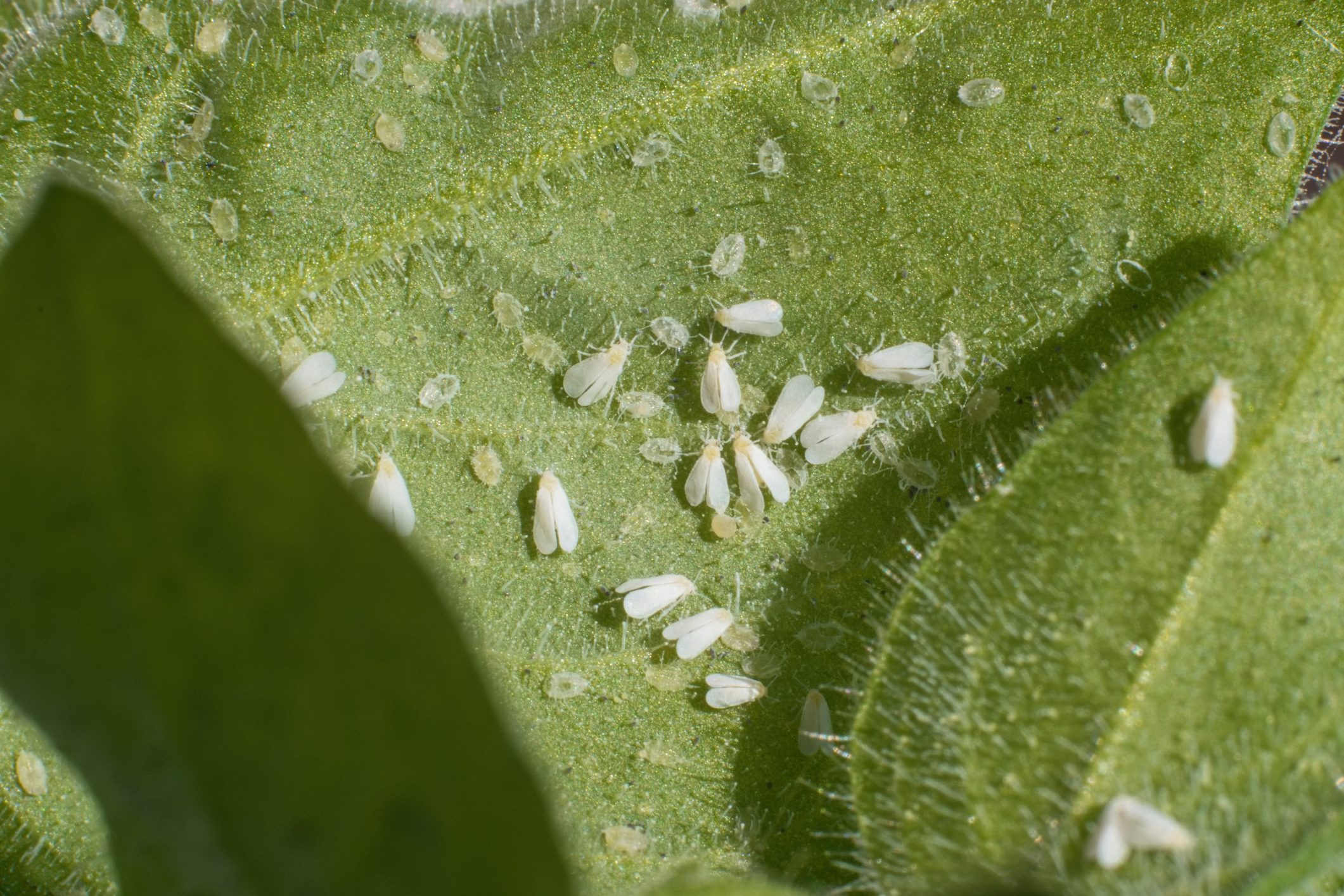 Whiteflies (Aleyrodidae) parasites colony that typically feed on the undersides of plant leaves.