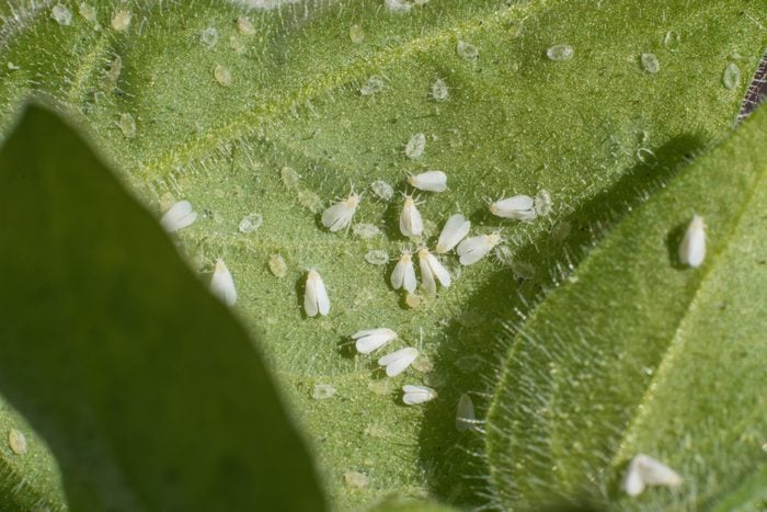 Whiteflies (Aleyrodidae) parasites colony that typically feed on the undersides of plant leaves.