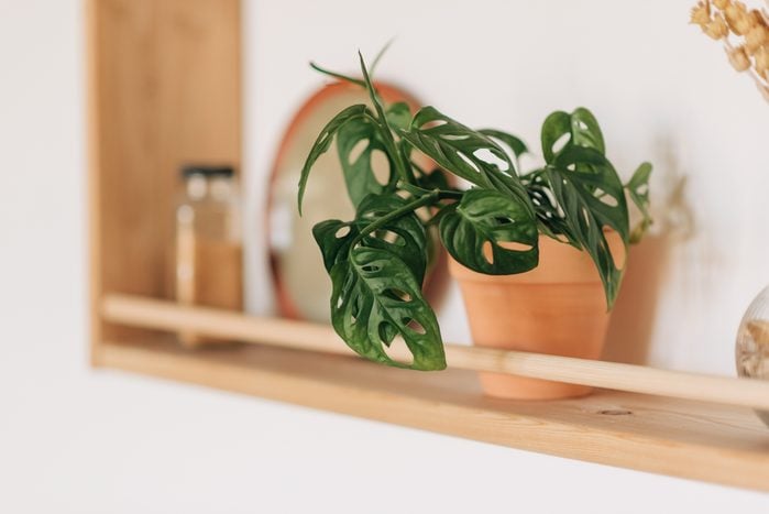 A landscape shots of decorative house plants in shelves on a white wall
