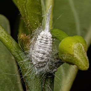 mealy bug on a plant