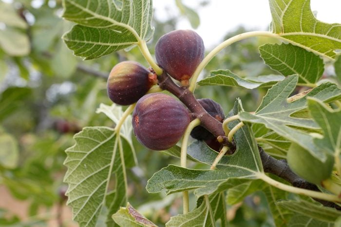 Figs on a tree