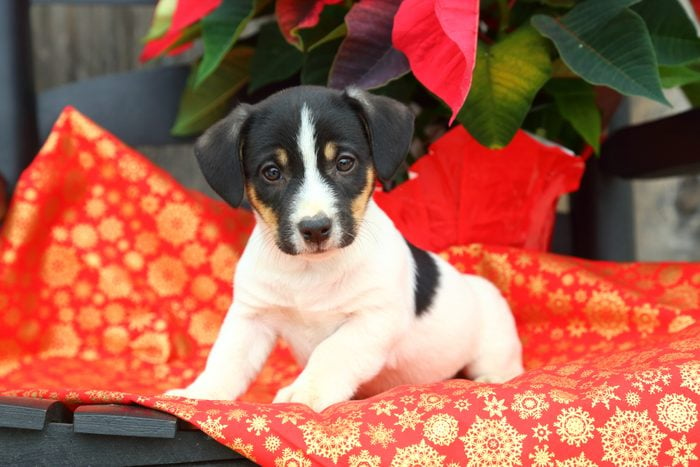 Jack Russel Puppy Sitting on a sheet of wrapping paper on a chair with Christmas Decor