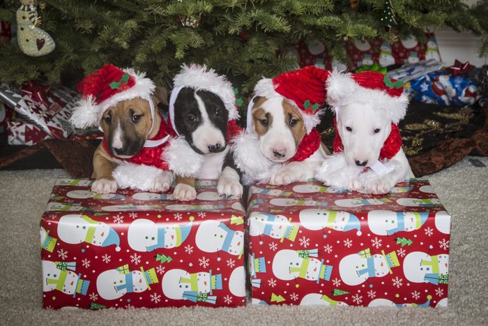 Bull Terrier Puppies by their presents in front of the Christmas tree