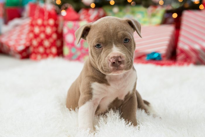 cute pit bull puppy sitting on a plush rug in front of chistmas tree and wrapped gifts
