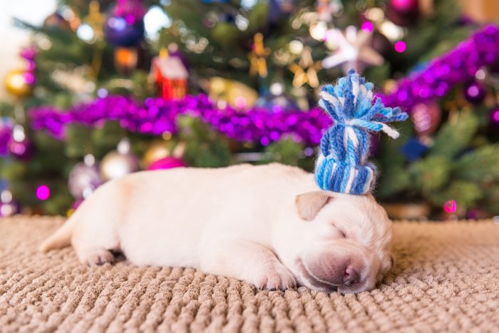 Labrador puppy with a tiny blue hat sleeping in front of a Christmas tree