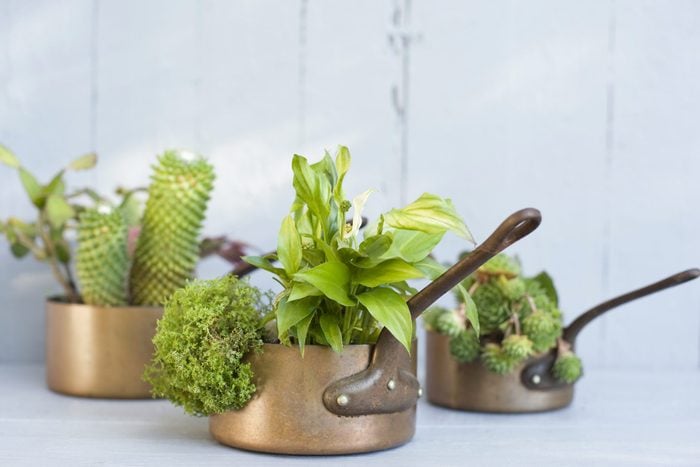 Succulents, cacti and spathiphyllum planted in metal pots