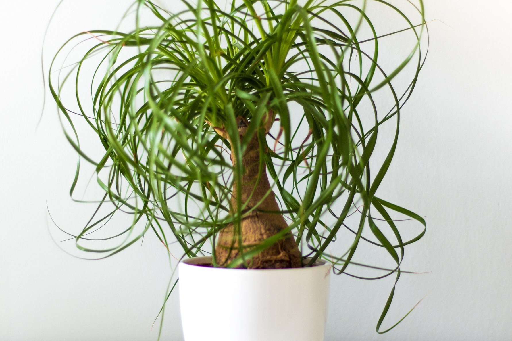 ponytail palm in a white pot