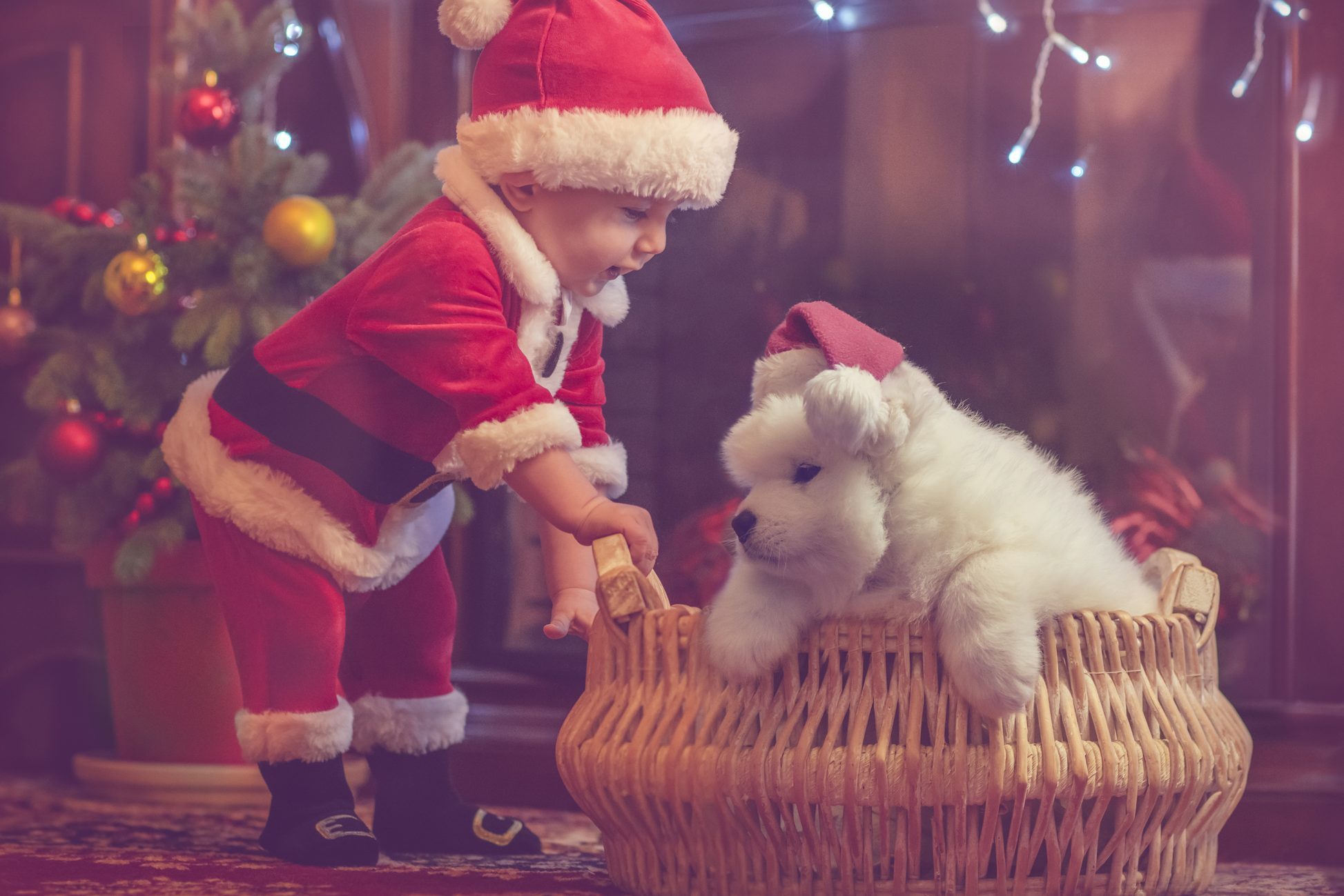 Cute baby boy dressed as santa with a samoyed puppy in a basket with Christmas decor all around