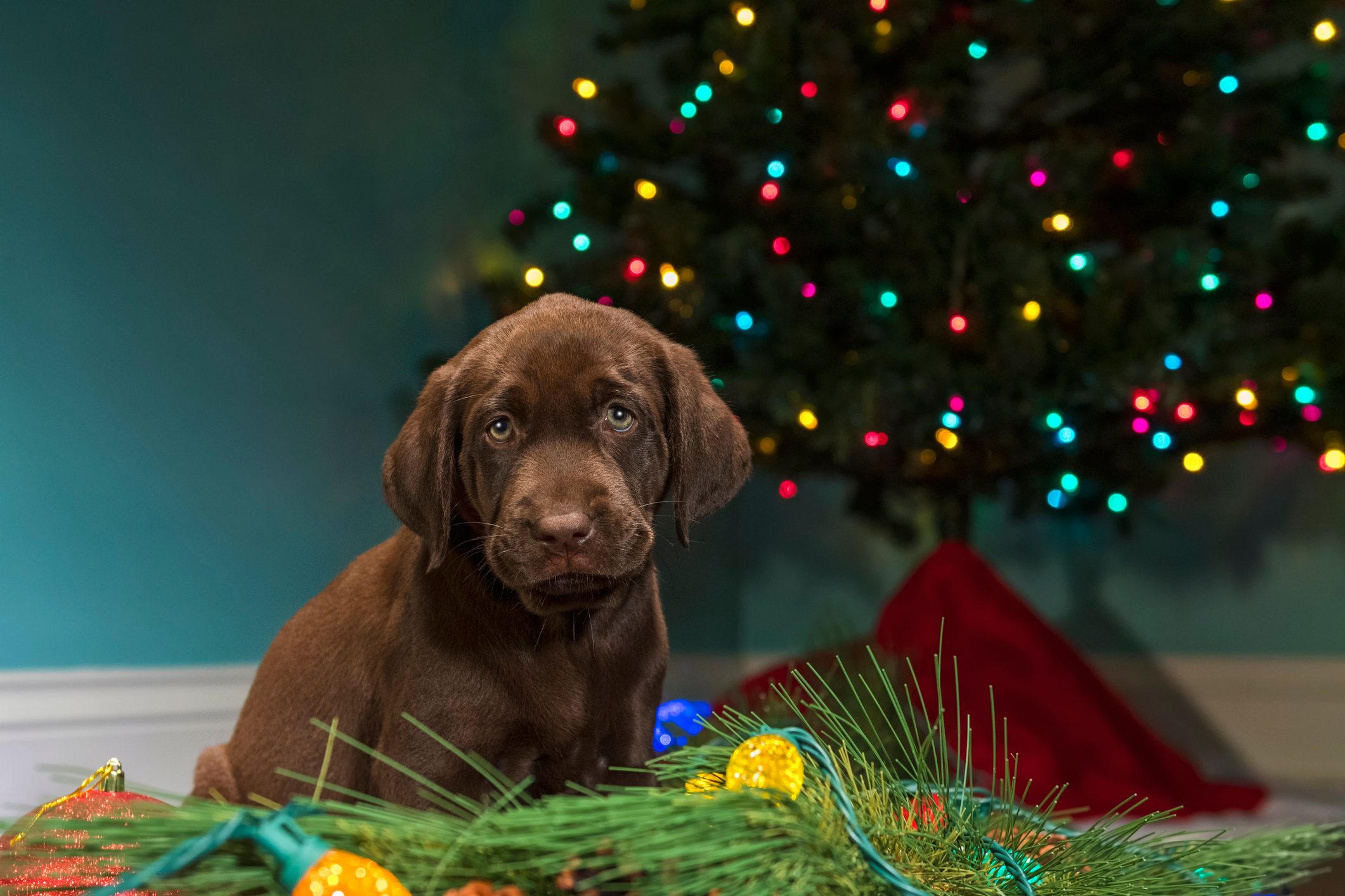 A Chocolate Labrador puppy sitting among the Christmas decorations - 8 weeks old