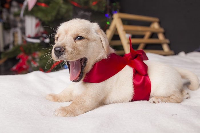 cocker spaniel puppy wrapped in a bow and stretching and yawning on a blanket in front of a christmas tree