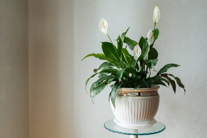 Spathiphyllum flower in the white pot, home