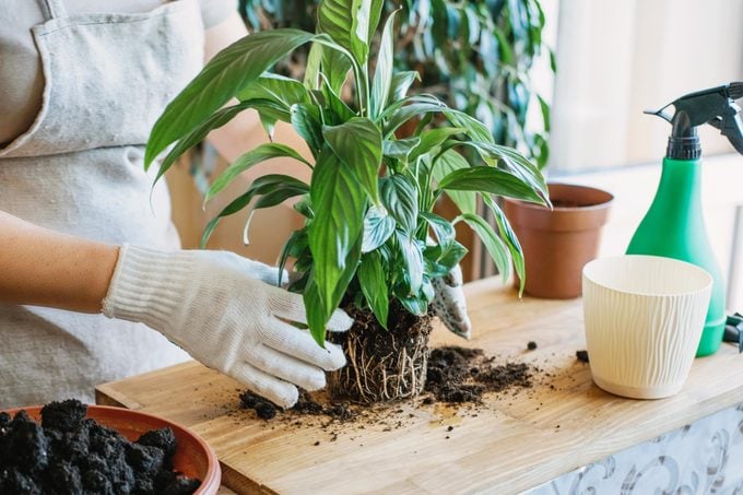 removing a plant from its pot and repotting a house plant on a wooden table